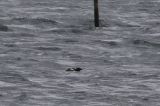20210507_Zwarte Zeekoet_Texel